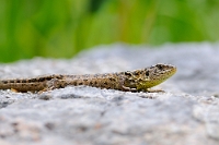 22748 Lacerta agilis (Lucertola degli arbusti)